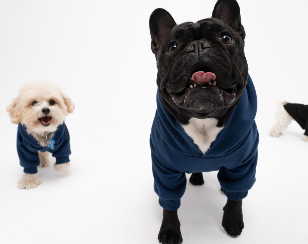 Dog Hoodie