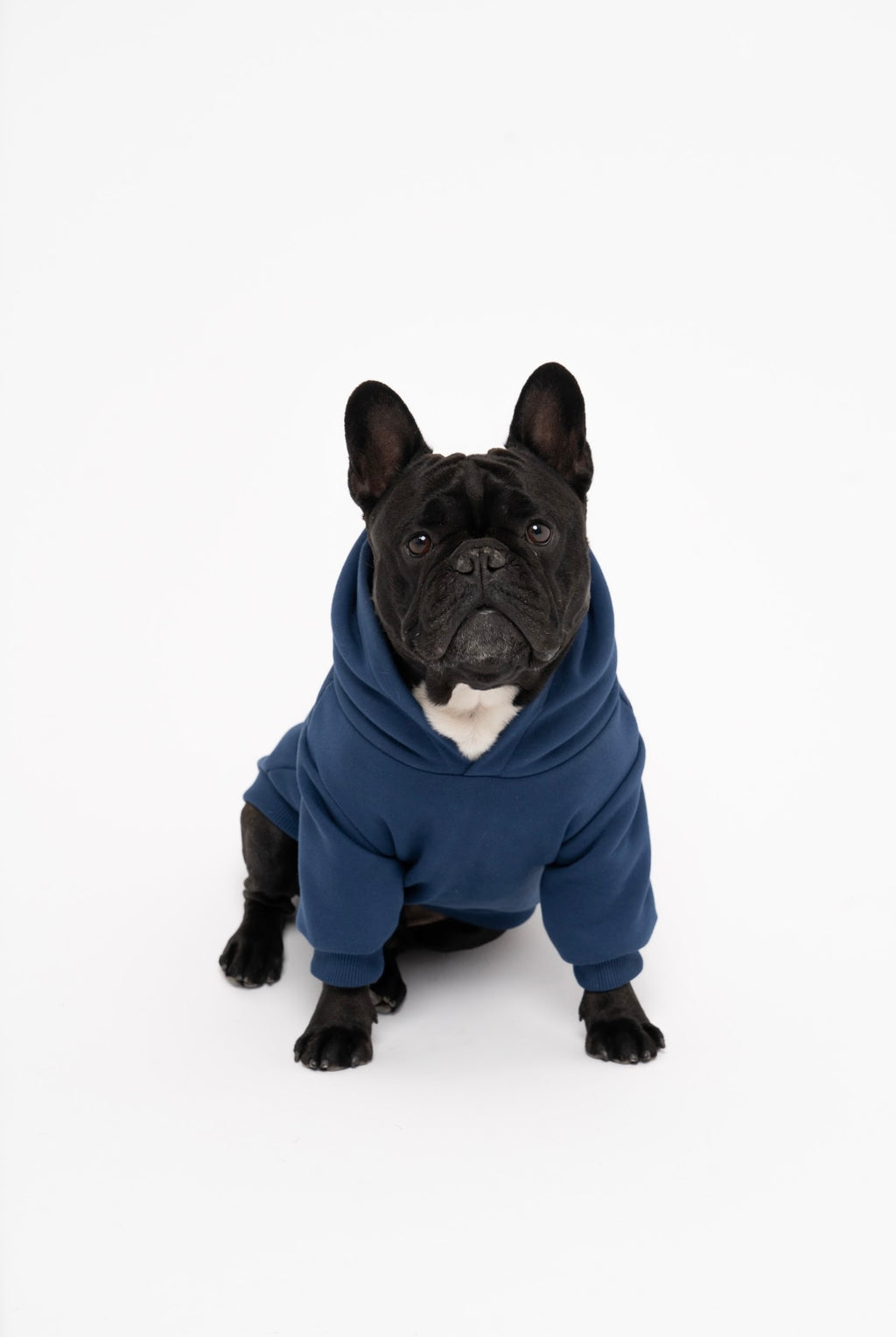 Dog Hoodie