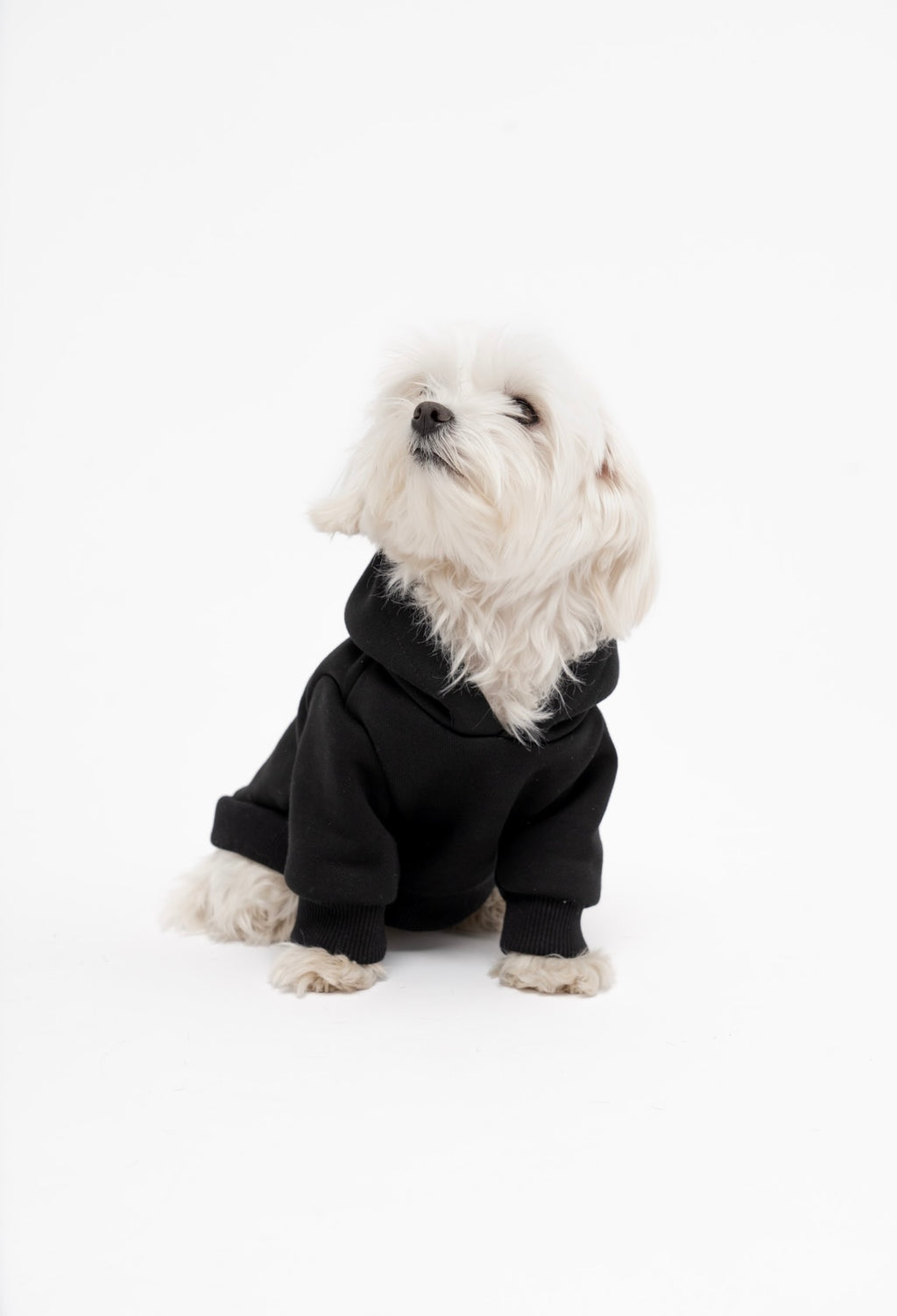 Dog Hoodie